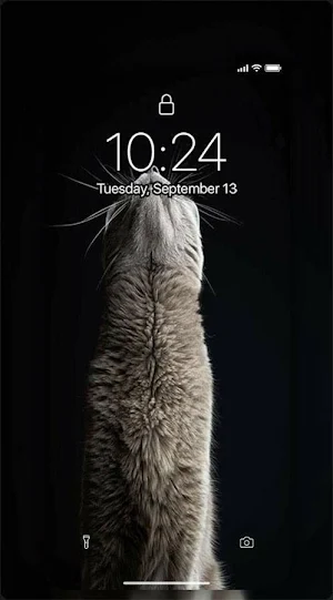 MIAW WALLPAPERS CATS Screenshot 1