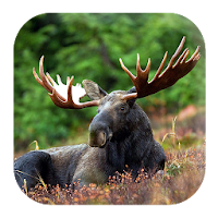 Moose Sounds