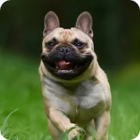 French Bulldog Wallpaper
