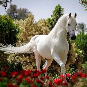 Beautiful horses Screenshot 1