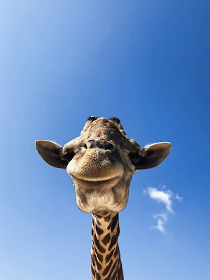 Giraffe Wallpapers 2 Screenshot 1
