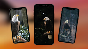 Eagle Wallpaper Screenshot 0