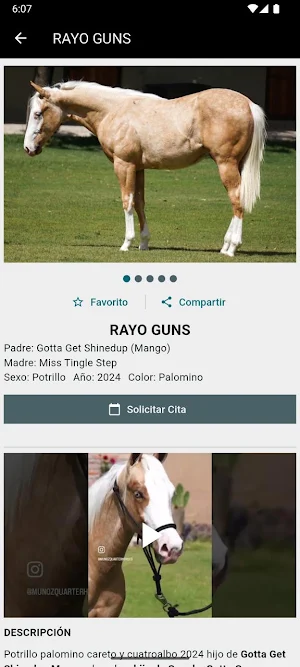 Imporhorse Screenshot 1