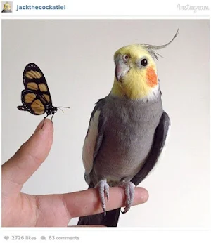 Cockatiel Wallpapers HD Screenshot 3