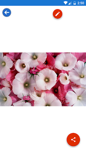 Cherry Blossom,Gerbera,Lotus,Pink Flower Wallpaper Screenshot 1