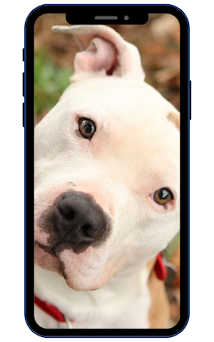 American Pitbull Screenshot 1