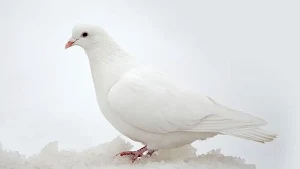 Pigeons Bird Wallpaper Screenshot 3