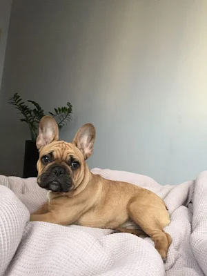 French Bull Wallpapers Screenshot 0