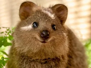 Quokka Wallpaper HD Screenshot 3