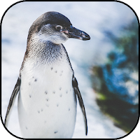 Penguin wallpapers