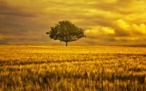 Landscape Wallpapers Screenshot 3