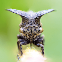 TapADot-Bugs