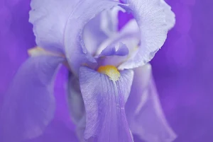 Violet wallpapers Screenshot 2