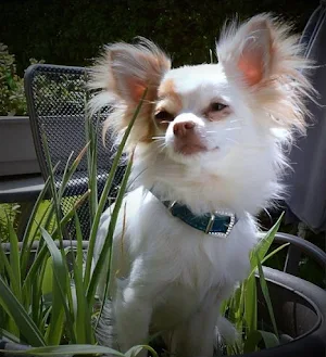 Cute puppies Screenshot 3
