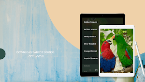 Parrot Sounds - Natural Parrot Sounds Ringtone Screenshot 2