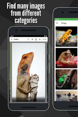 Frogs Wallpaper : Full HD Screenshot 1