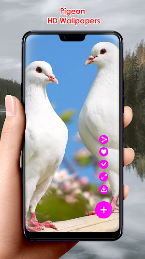 Pigeon HD Wallpapers Screenshot 0