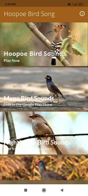 Hoopoe Bird Sounds Screenshot 0