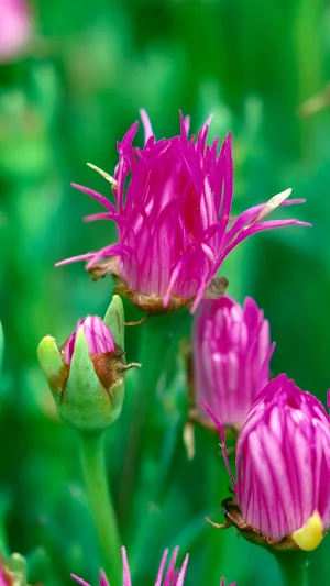 Ice Plant Wallpaper Screenshot 1