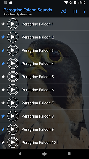 Peregrine Falcon Sounds ~ Sboard.pro Screenshot 3