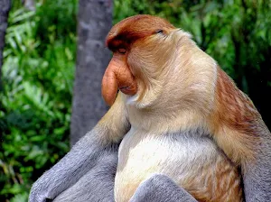 Monkey wallpapers Screenshot 1