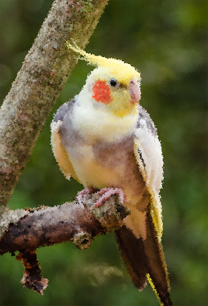 Cockatiel Sounds ~ Sboard.pro Screenshot 0