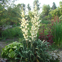 Yucca Wallpaper