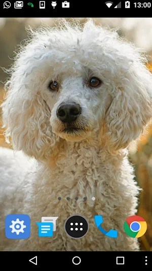 cute poodle wallpaper Screenshot 1