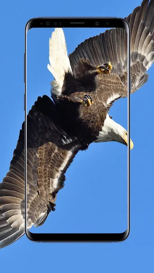 Eagle Wallpaper Screenshot 0
