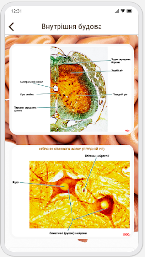 Human Anatomy. Neurology Screenshot 2