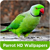 Parrot HD Wallpapers