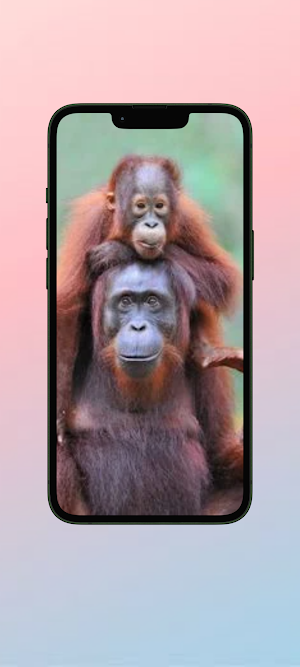 Orang Utan WalL Screenshot 2