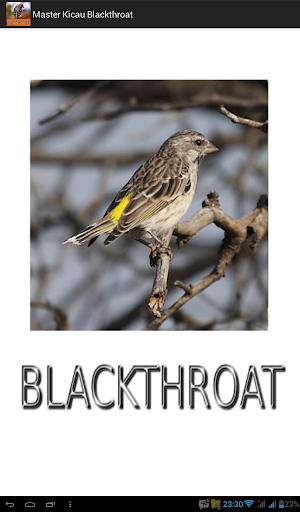 Master Kicau Blackthroat Screenshot 0
