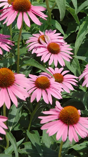 Echinacea Wallpaper Screenshot 0