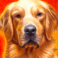 golden retriever wallpaper