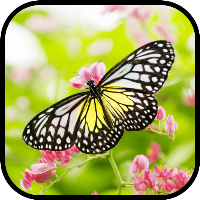 Butterfly Wallpapers