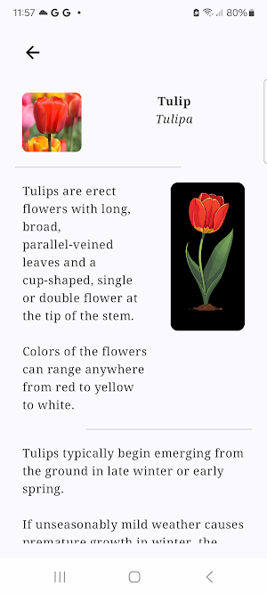 Bloom Steps: Flower Watch Face Screenshot 3