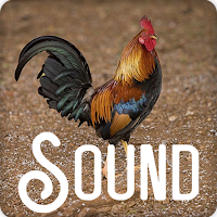 Junglefowl Soundboard Ringtone
