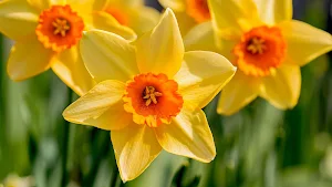 Daffodils Wallpaper HD screenshot 2