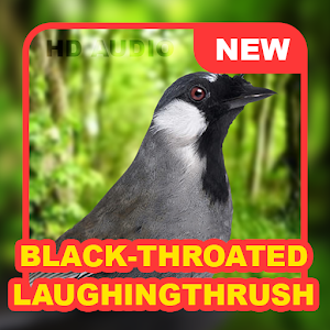 Black-throated laughingthrush Screenshot 0