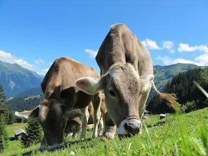 Austria wallpapers Screenshot 0
