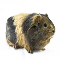 Guinea Pig Sound