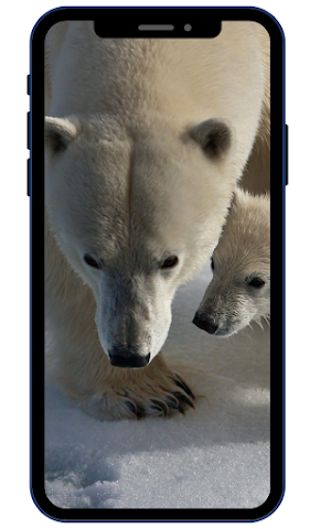Polar bear Wallpapers HD Screenshot 3