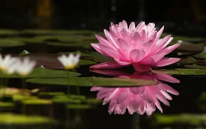 Water Lily Wallpaper HD Screenshot 0