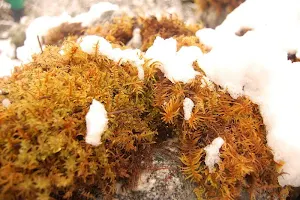 Snow wallpapers Screenshot 0