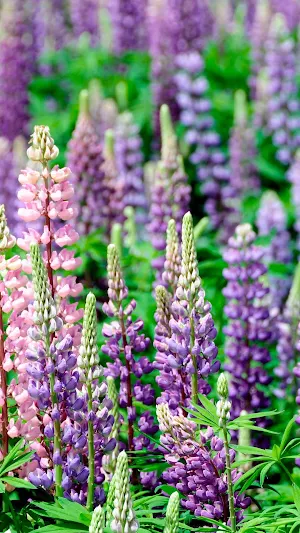 Lupine Wallpaper Screenshot 0