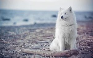 Samoyed Dog Wallpapers Screenshot 2