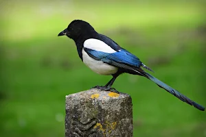 Magpie Bird Wallpapers Screenshot 2