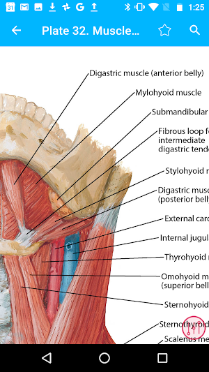 Anatomy Atlas, USMLE, Clinical Screenshot 2