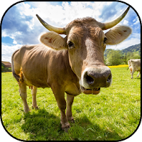 Cow wallpapers